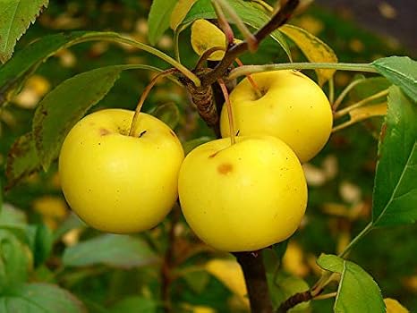 Malus sylvestris: French Crabapple Seeds