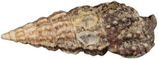Coralline Covered Cerith Snails (Shore Aquatic) - Pick Your Pack (5 Pack)