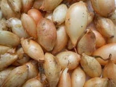 Onion Sets, Super Sweet Onions, 12 Ounce Pack