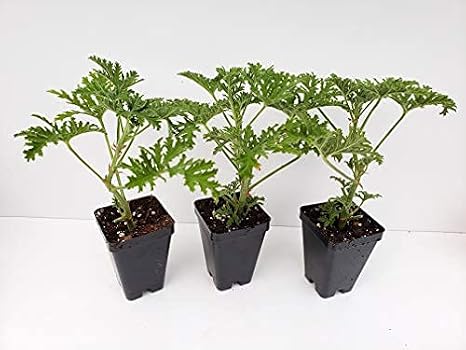 3 Citronella Plants in 2.5 Inch Pots Mosquito Plant/Deodorant Plant/Citrosa Geranium. Please DO NOT Order in Severe Weather Conditions