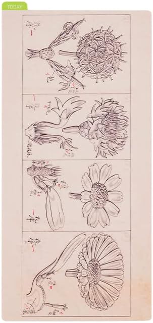 Hobonichi Techo Accessories Tomitaro Makino: Hobonichi Pencil Board for Weeks (Tomitaro Makino)