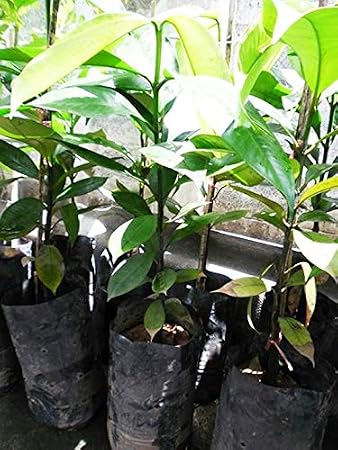 1 Mangosteen Tree Tropical Plant 20" Tall Garcinia mangostana Queen of Fruit Direct from Thailand Free Phytosanitary Cert.
