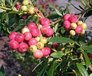 2 Pink Lemonade Blueberry Plants in 4 Inch Containers, Great Starter Plants. One Plant Per Container, 2 Containers Per Order