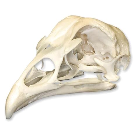 Skulls Unlimited Real Chicken Skull A Quality