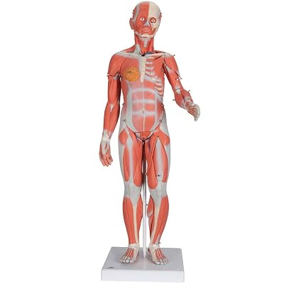 3B Scientific B55 Complete Dual Muscle Figure winternal organs 12 life-siz - 3B Smart Anatomy
