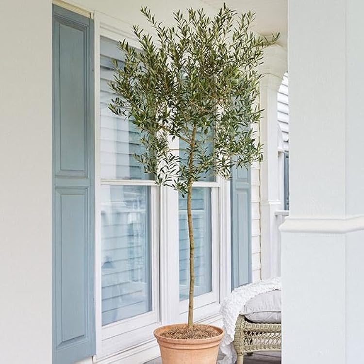 Brighter Blooms - Arbequina Olive Tree, 3-4 ft. - No Shipping to AK, AZ, HI