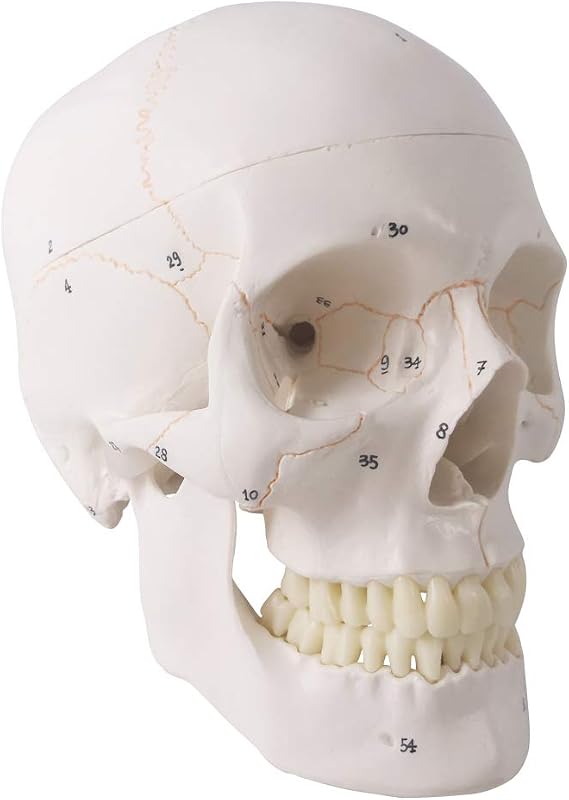 Human Skull Anatomical Model,with Painted Sutures 54 Pcs Labeled Numbered Skull Models for Medical ,Human Brain Model Drawing Anatomy