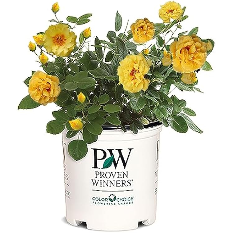 Proven Winners 2 Gal. Rise Up Ringo Climbing Rose Shrub