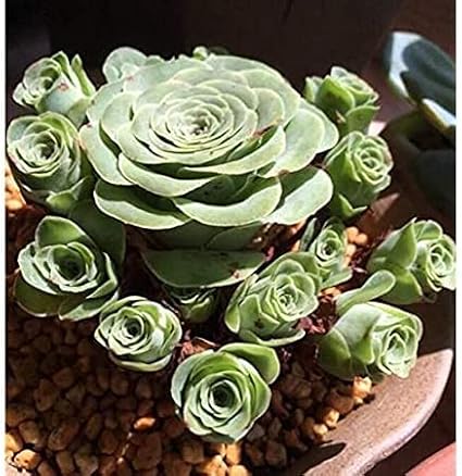 10pcs Greenovia Mountain Rose Succulent Plant