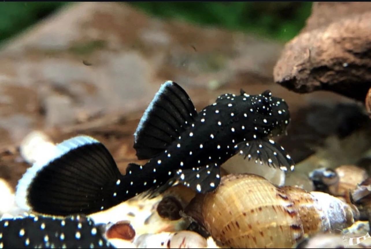 ShrimpRack™ L183 Starlight Bristlenose Pleco Ancistrus dolichopterus. Juveniles. Size 1 INCHE in Length Live Arrival Guarantee