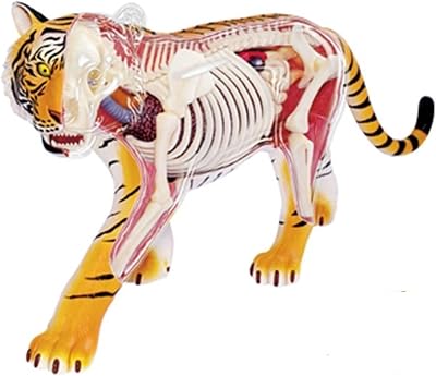 4D Vision Tiger Anatomy Model, with Fully Detachable 28 Organs and Body Parts, Three Dimensional Puzzle Tiger Anatomical Model, Tiger Intelligence Skeleton Specimen Model