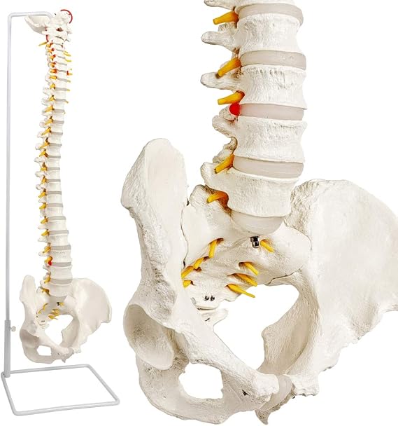 NEW HORIZON Scientific Spinal Cord Model,Skeleton Model -34" Life Size Spinal Column Model with Vertebrae, Nerves, Arteries, Lumbar Column, and Male Pelvis, Includes Stand