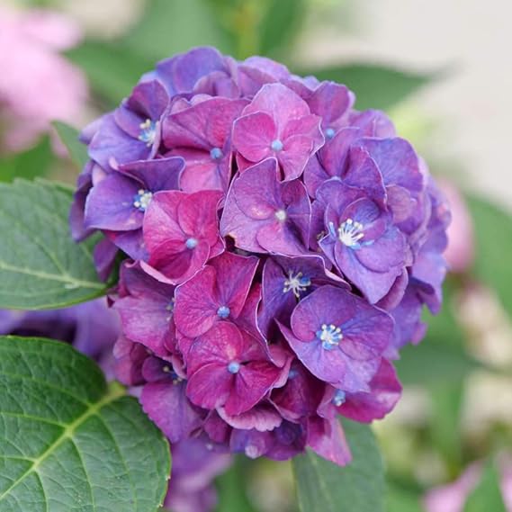 Wee Bit Grumpy Bigleaf Hydrangea - 4" Pot - Proven Winners