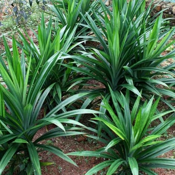 Pandan Leaves Plant Herb for Planting Indoor Outdoor Perennial Ornament Vegetable Pandan 5-8 Inches in Tall