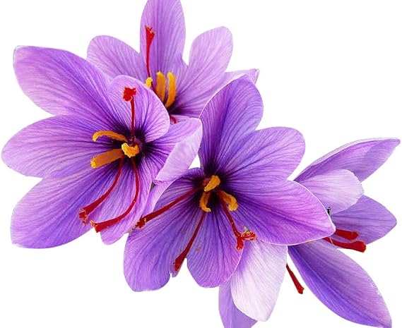 20 Sativus Crocus Corms - Instructions Will be Included