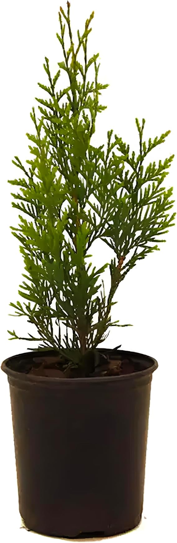 Green Giant Thuja Arborvitae Tree Fast-Growing Evergreen Privacy Tree | Dense Green Foliage for Hedges, Windbreaks & Landscapes (1 Gallon (10"-18") / Set of Two)