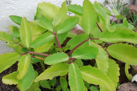 nrg Fresh Seeds - Color KALANCHOE PINNATA Miracle Leaf air Plants Bryophyllum Pinnatum 4" Plant , Succulent, Cactus, for Home and Garden