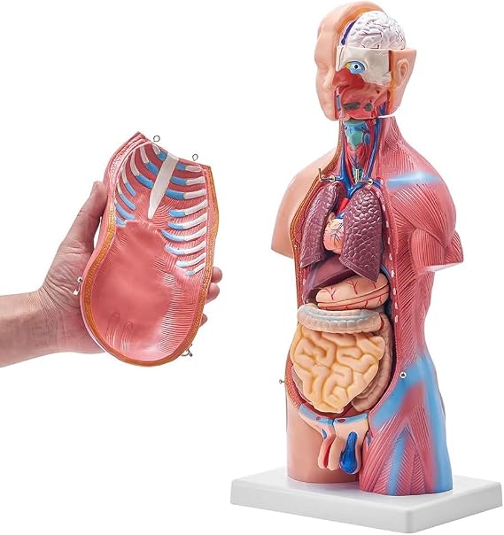 Human Torso Anatomical Model, Intersex Human Body Anatomical Model with Detachable Organs(45cm)