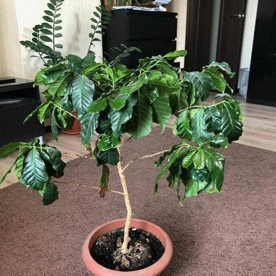 Seeds Coffee Tree Arabian Ornamental Dwarf Plant Perennial