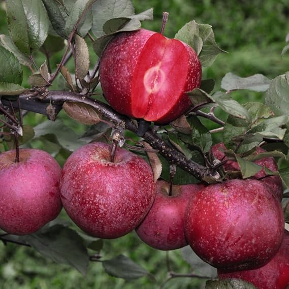 Apple Tree ‘Baya Marisa’ – Red-Fleshed Sweet and Juicy Apple, Crimson Spring Blossom, Perfect for Eating, Cooking, or Pink Juice - 3X 9cm Potted Plants by Thompson & Morgan