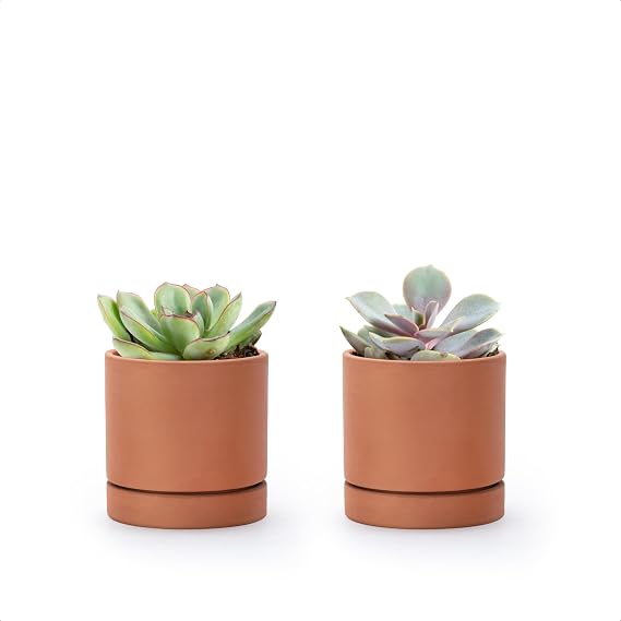 D'vine Dev 2-Pack Terracotta Plant Pots with Saucers, 3 Inch, 40-X-B-0 | Cylinder Shape, Timeless Style, Unglazed Terracotta, Porous & Breathable, Ideal for Succulents, Herbs, and Indoor Decor