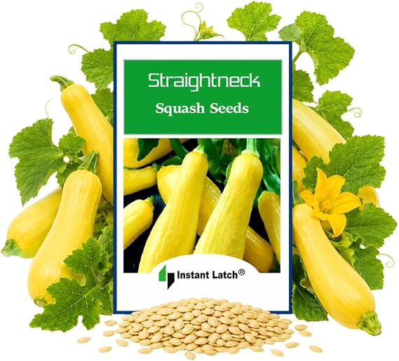 20 Straightneck Squash Seeds | Non-GMO | Fresh Garden Seeds