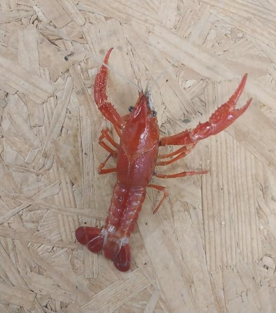 Freshwater Live Fireball Crayfish, Crawfish, Crawdad, 3/4in-3 in, Assorted Orange and White. We can not Ship to The Following States Due to State regulations: Michigan, Minnesota, Ohio, and Wisconsin