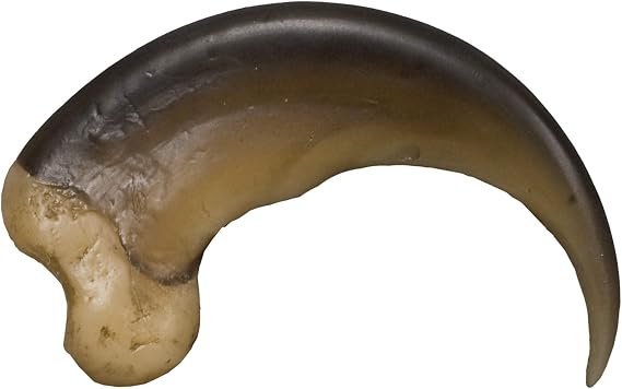 Skulls Unlimited American Black Bear Claw (Large - 9cm) (Museum Quality Replica)