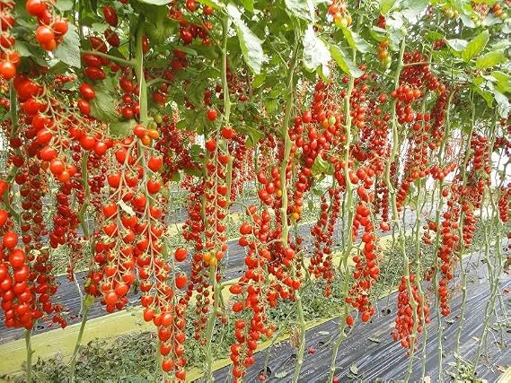 50+ Seeds Vine Tomato - Vegetable Red