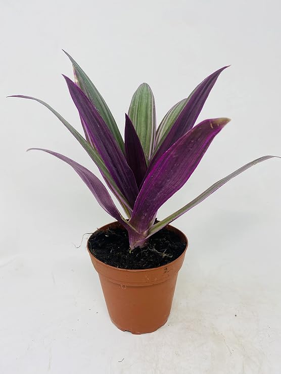 Nanouk Moses in The Cradle Plant -Rhoeo spathacea Tricolor 4 inch Pot