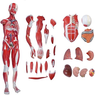 Portable Half Life-Size Human Anatomy Muscle Model 27 Removable Parts 80Cm Human Muscle Organ Model Muscular Figure with 200 Numerical Indicators Anatomy