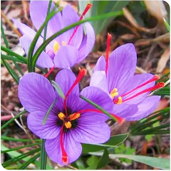 Crocus Bulbs to Plant Now UK/Saffron Crocus Bulbs-Bedding/Gorgeous/Potted/Plants/Rhizome/Ornamental/Resistant-6 Bulbs-B