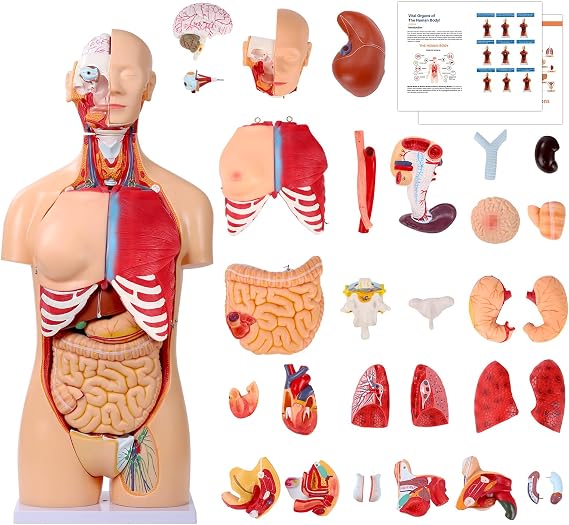 JNMFTD Human Torso Anatomy Model, 33.4 inch 32-Part Removable Human Organs Model Heart Brain Head Visceral Liver Lung Dual-Sex with Product Manual Base for Medical Science Lab Training Education
