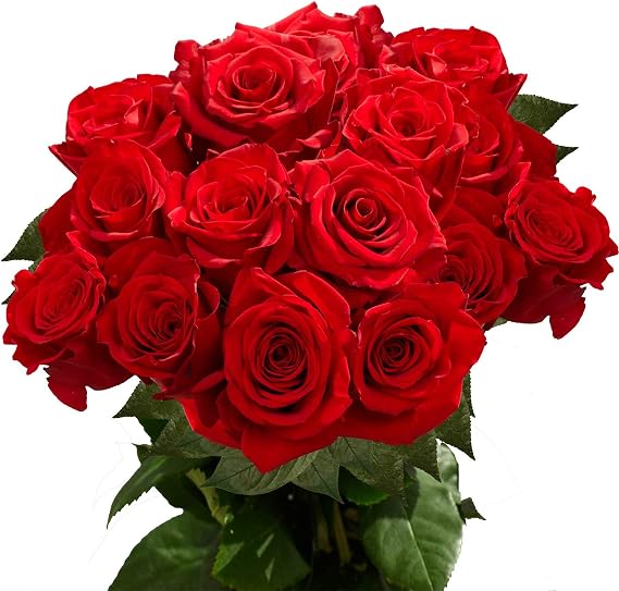 GlobalRose Fresh Cut Dark Red Roses - 50 (2 Bundles of 25) - Real Fresh Flowers Bouquet for Mother's Day, Birthday, Anniversary, Bridal Shower, or Home Decor - Flowers Delivery Gift