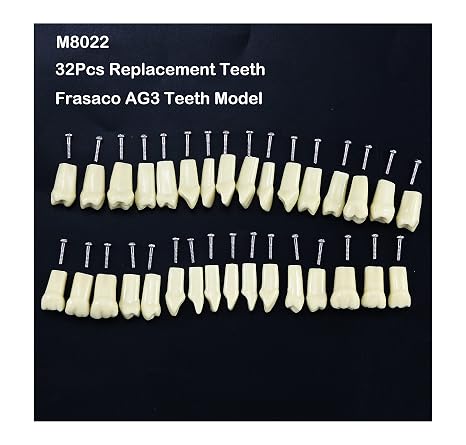Frasaco AG-3 Type Dental 32Pcs Replacement Standard Practice Screw-in Teeth Model M8022 Filling Typodont for Teach Study