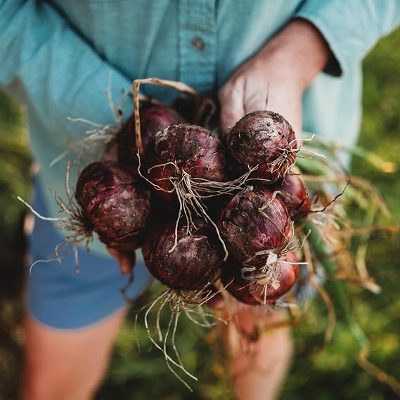Red Wethersfield Onion - 200 Onion Seeds for Planting, Thresh Seed Co.