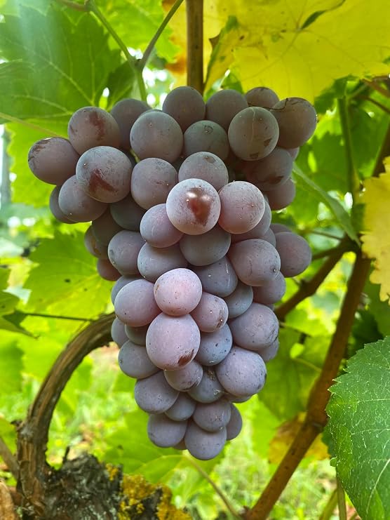 Table Grape Vine 'Rosetta' - Pink/Blue Grapes Aromatic & Robust For Garden Balcony & Patio 3-Year Potted Grape Vine